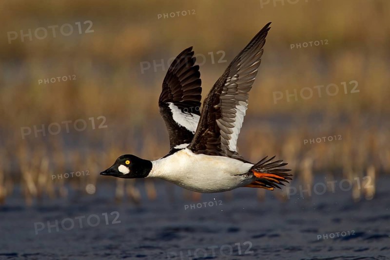 Common Goldeneye