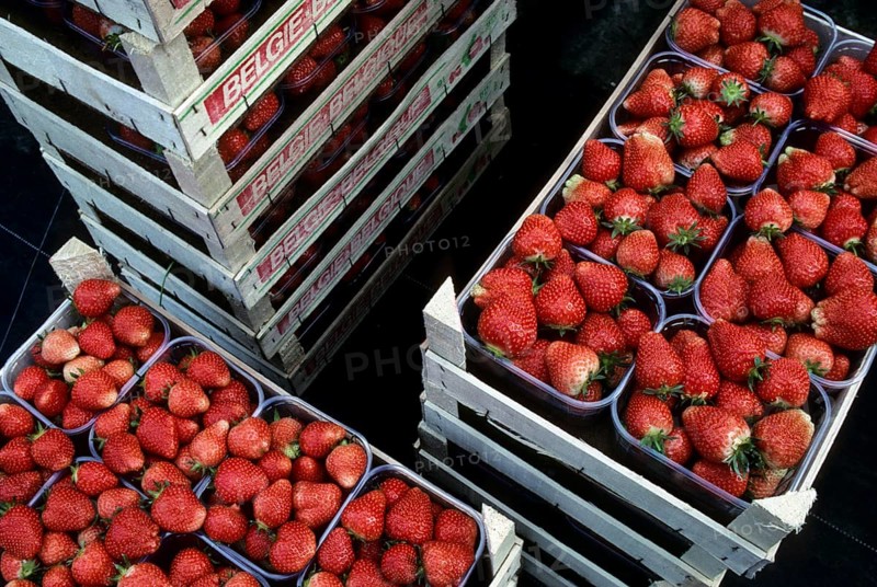 Garden strawberry