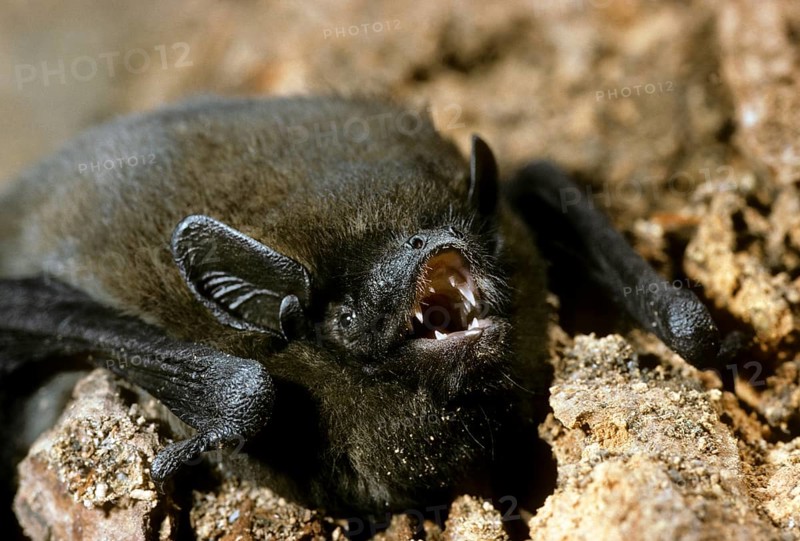 Nathusius pipistrelle bat