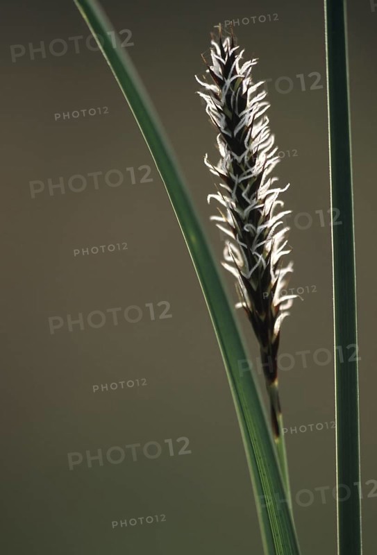 Marsh Sedge