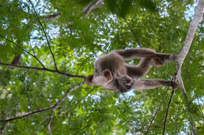 Northern muriqui