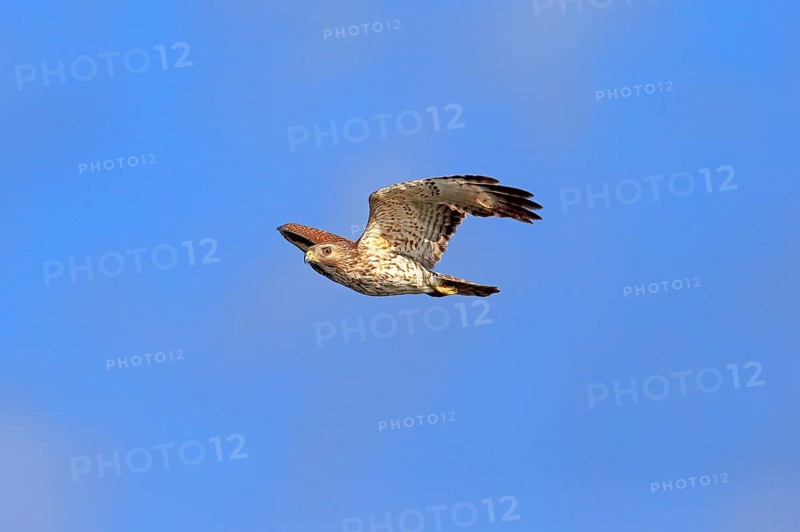 Cooper's Hawk