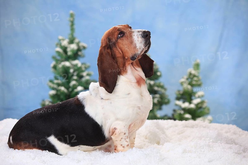Basset Hound