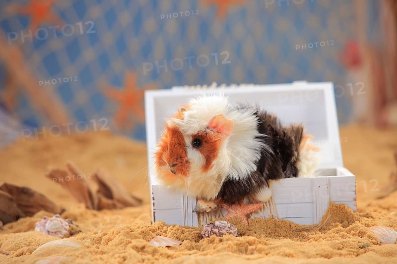 Angora guinea pig