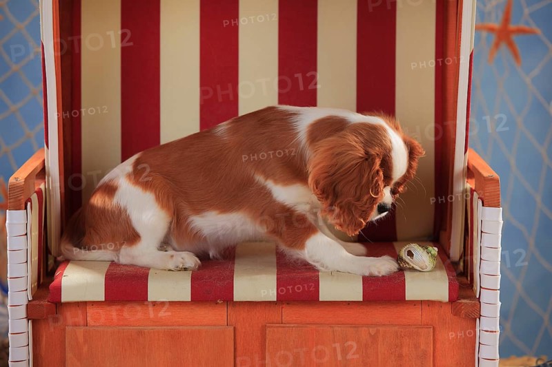 Cavalier King Charles Spaniel