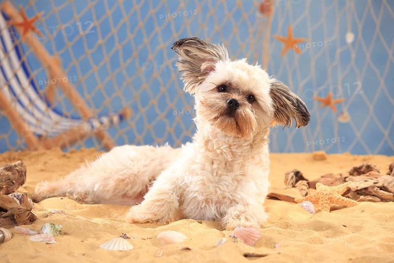 Interracial dog