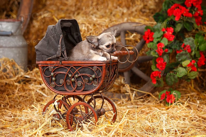 Chihuahua
