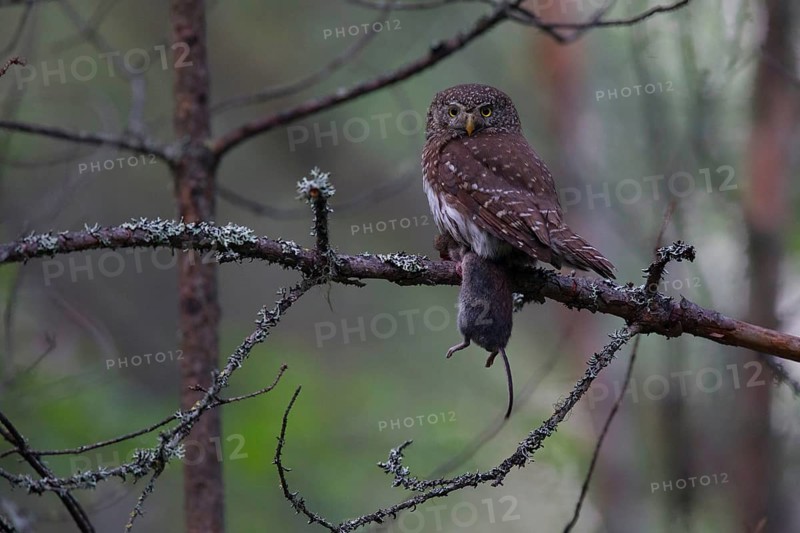 Pygmy Owl