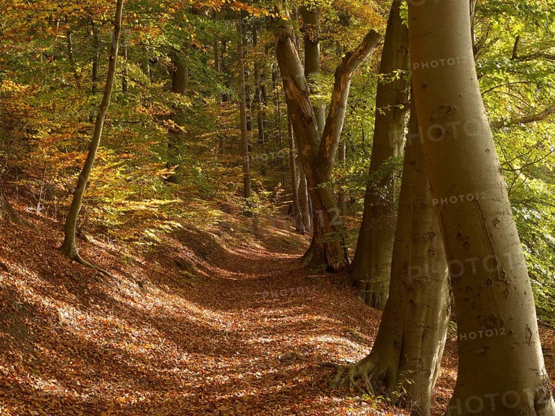 Autumn hiking trail on the Werder