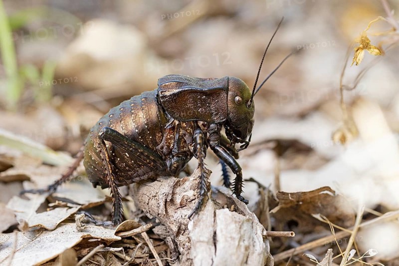 Bronze Glandular bronze glandular bush-cricket