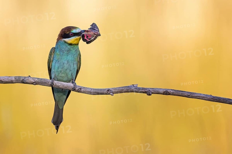 European bee-eater