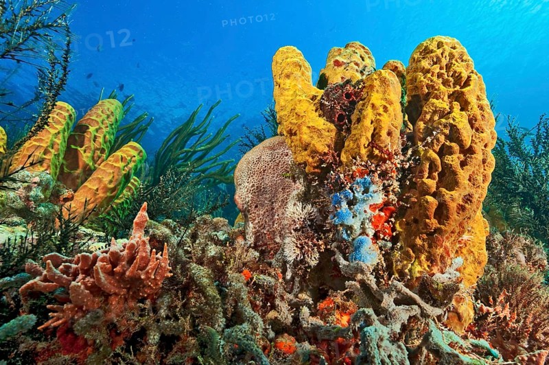 Coral reef