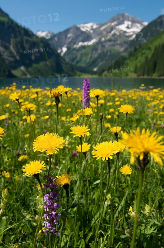 Vilsalpsee