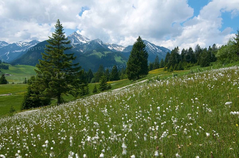 Cotton grass