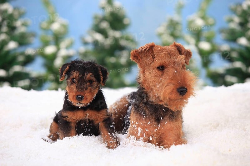 Welsh Terrier