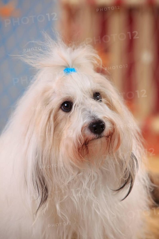 Coton de Tulear