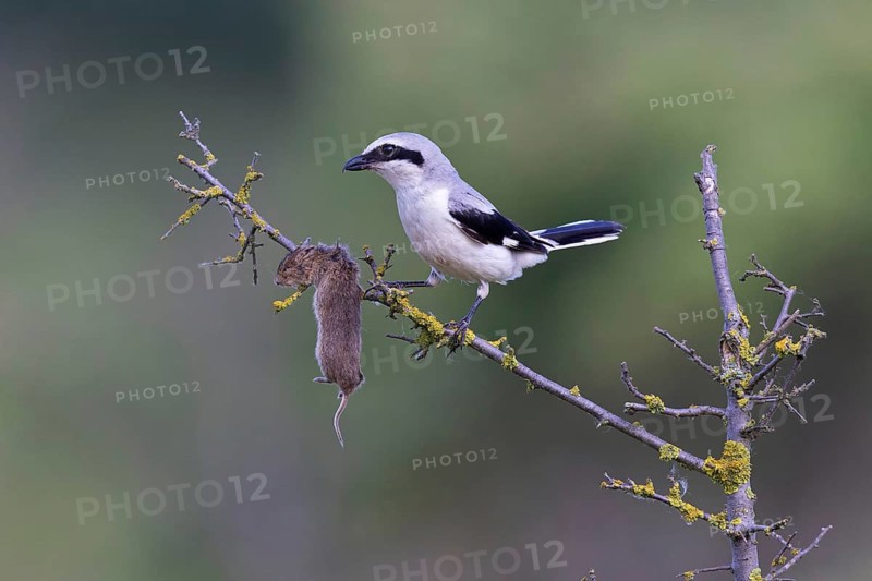Great Grey Shrike