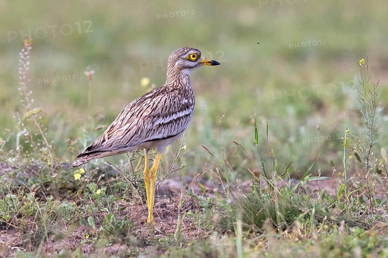 Stone Curlew