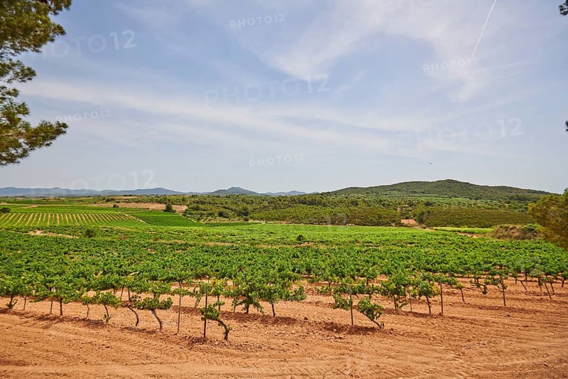 View onto the Vineyard from Cathedral Santuari de la Mare de Deu de Montserrat