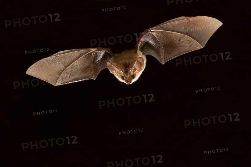 Grey long-eared bat