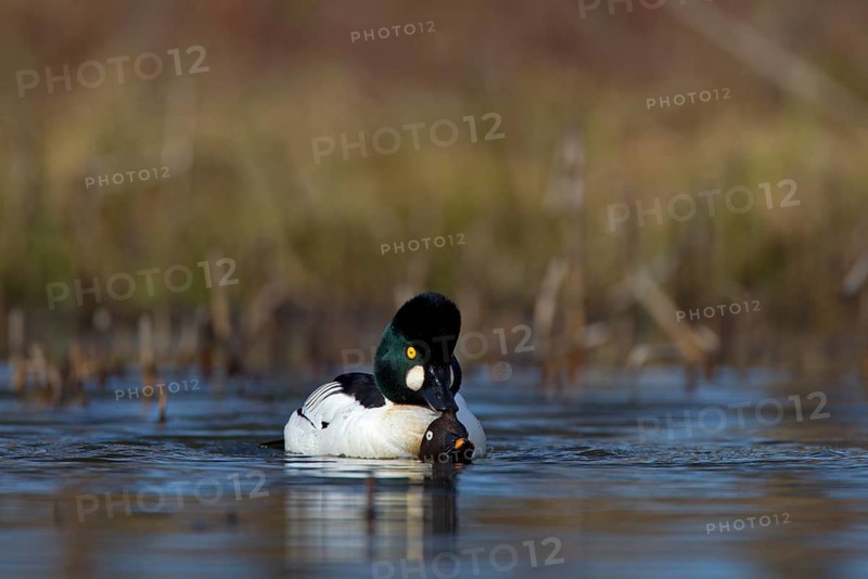 Common Goldeneye