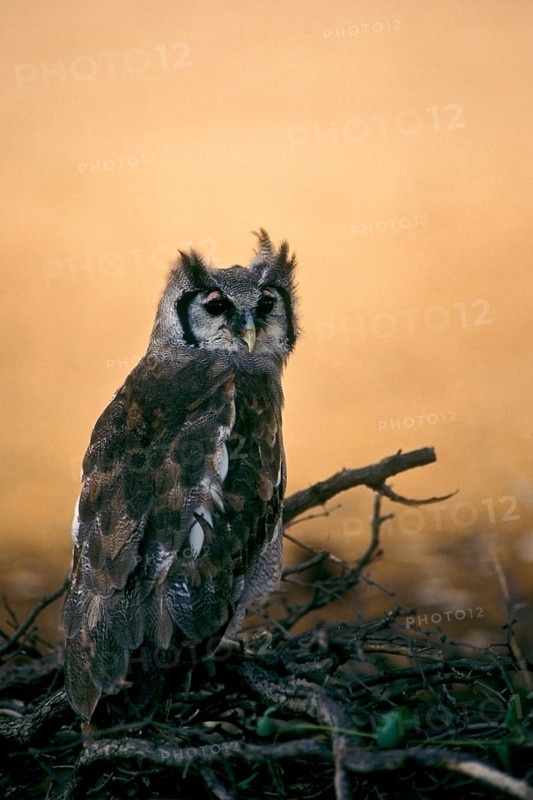 Giant Eagle Owl