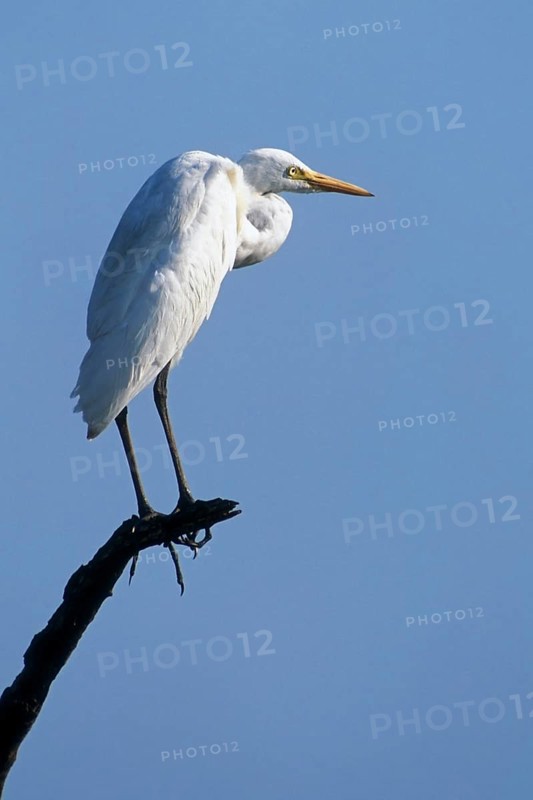Great white egret