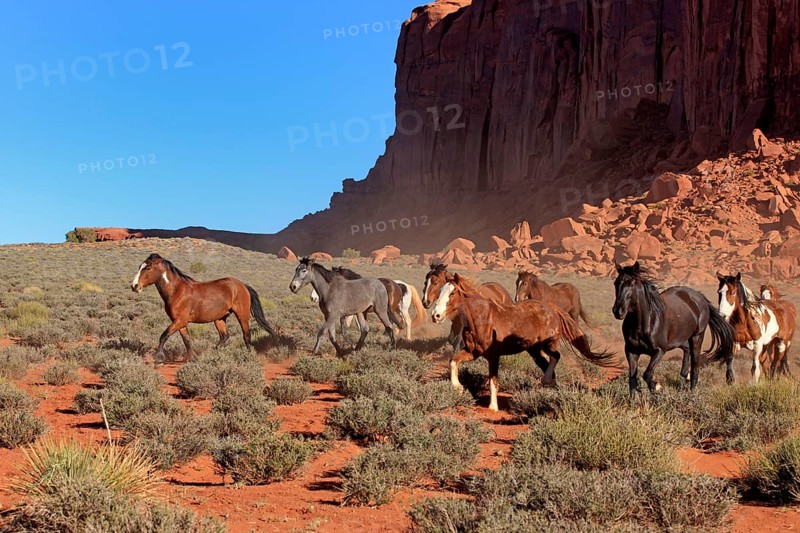 Mustangs
