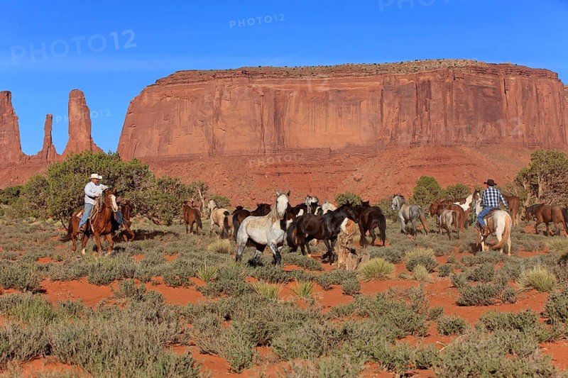 Navajo cowboys herd mustangs
