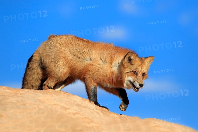 American red fox