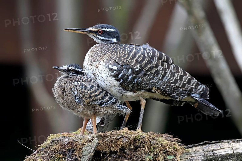 Sunshine Bittern with Young