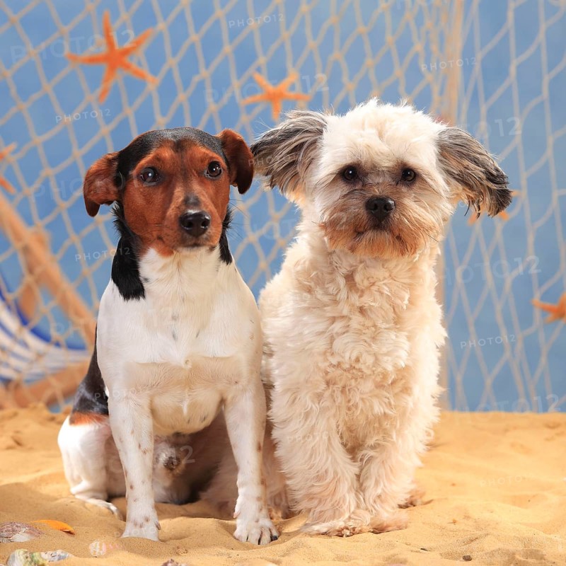 Jack Russell Terrier and mixed breed dog
