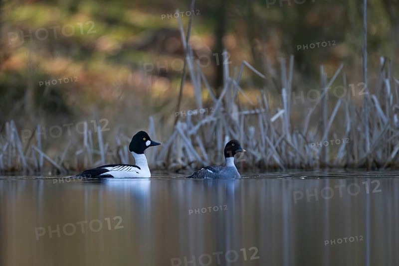 Common Goldeneye