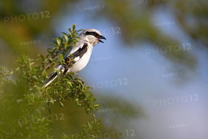Great Grey Shrike