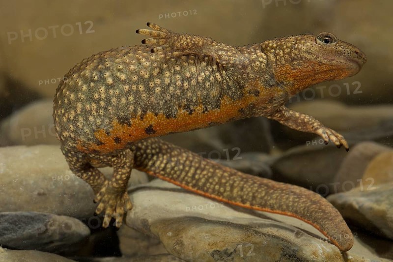 Pyrenean brook salamander