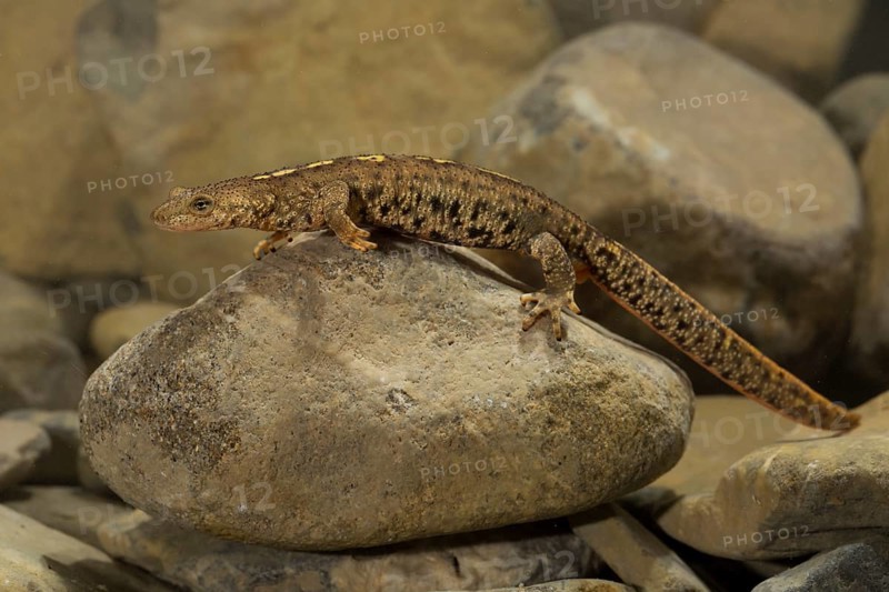 Pyrenean brook salamander