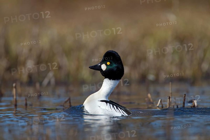 Common Goldeneye