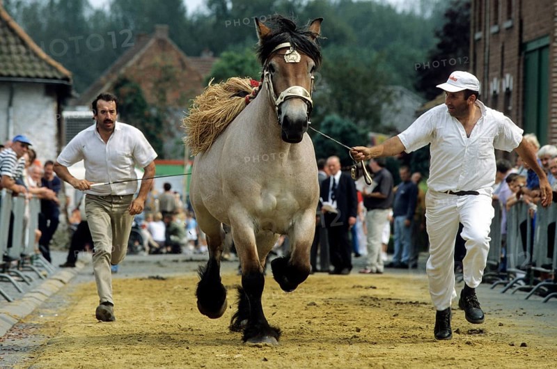 Cold-blooded horses