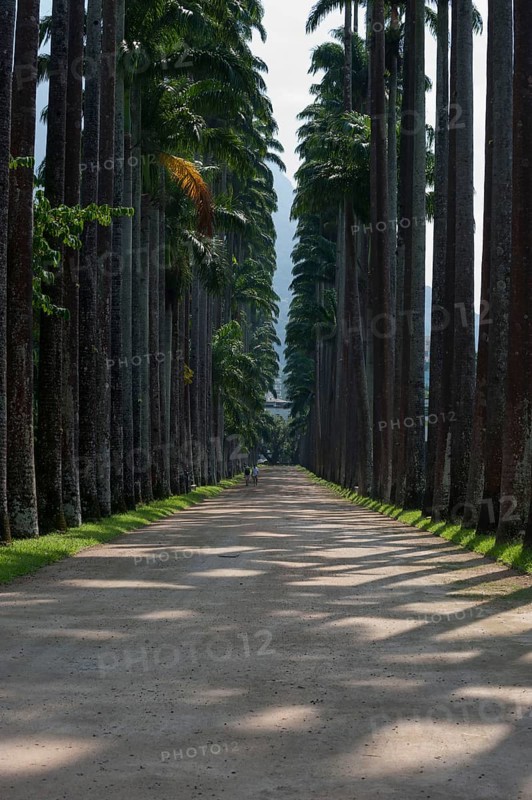 Palm trees