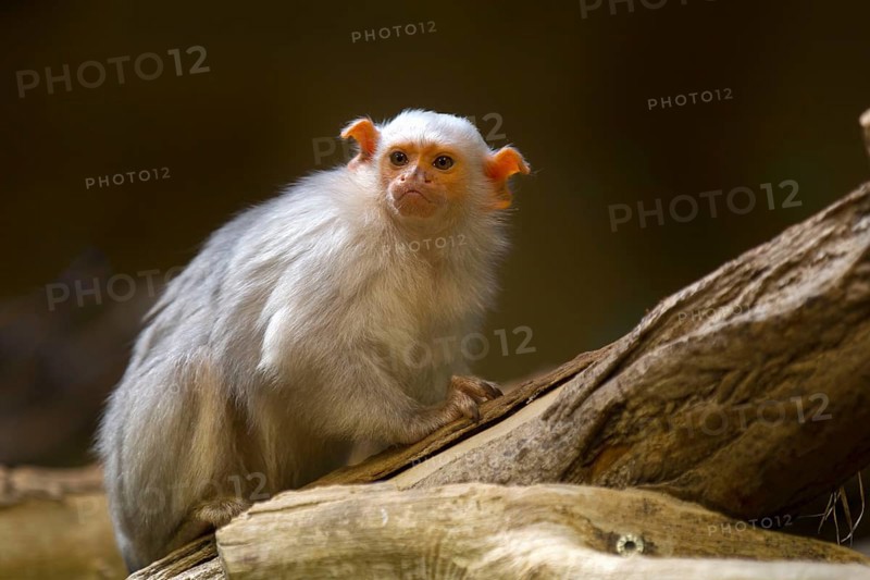 Silver silvery marmoset