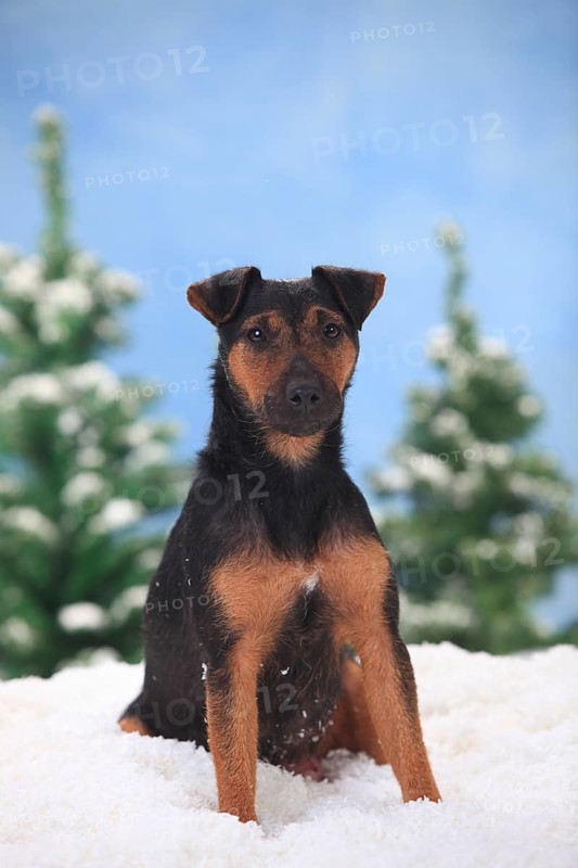 German Hunting Terrier