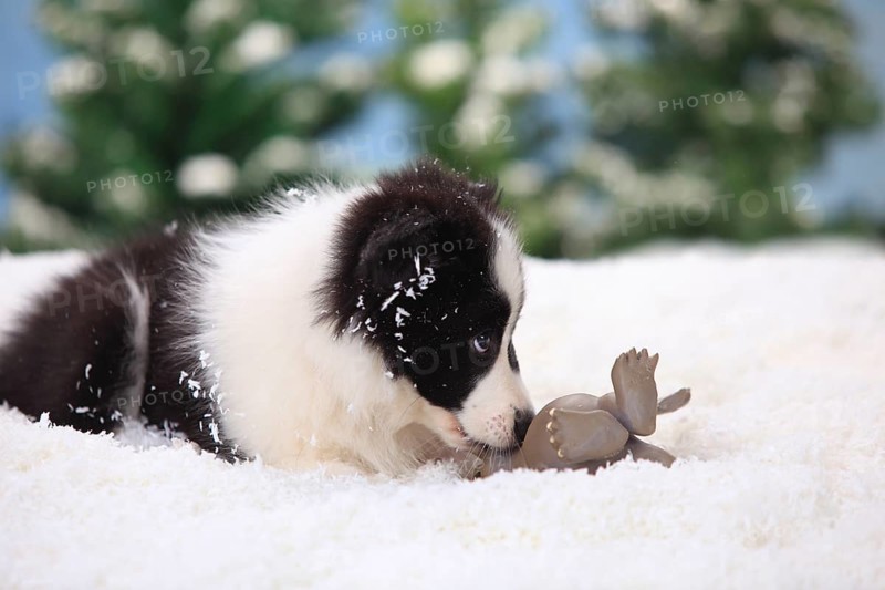 Border collie