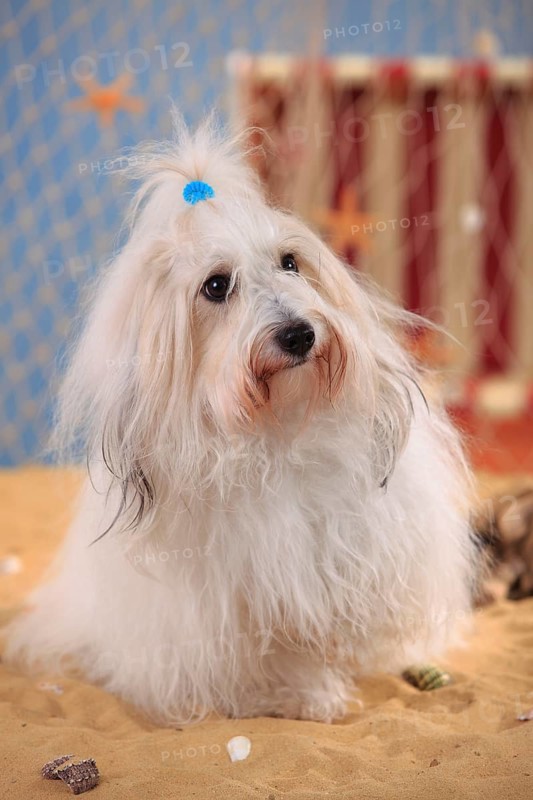 Coton de Tulear