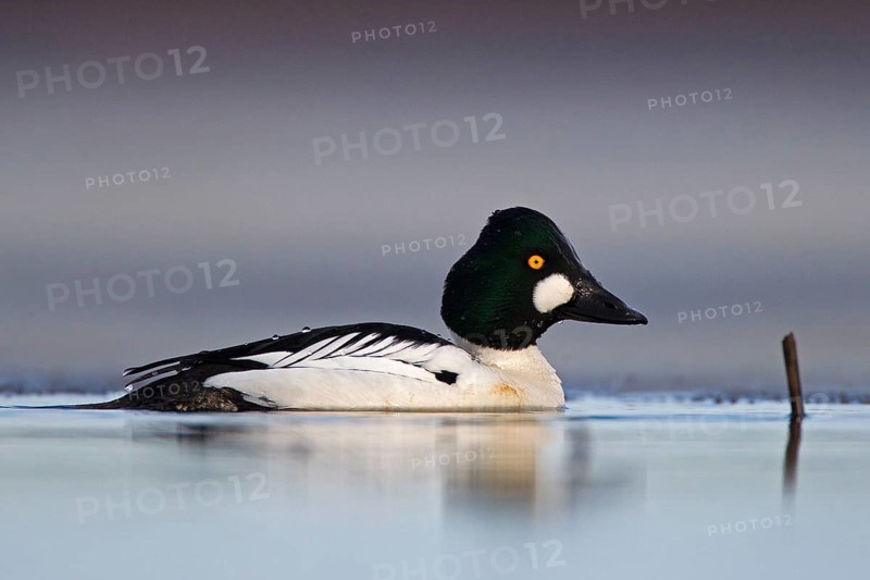 Common Goldeneye
