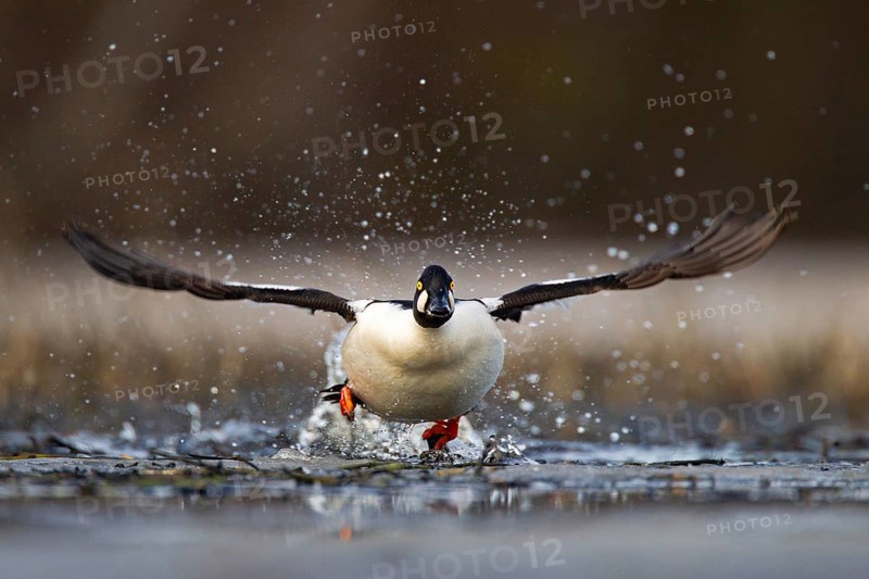 Common Goldeneye