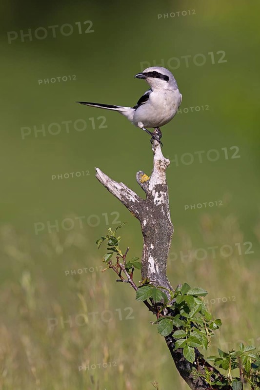 Great Grey Shrike