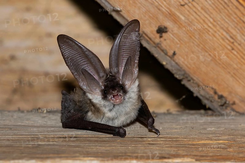Grey long-eared bat