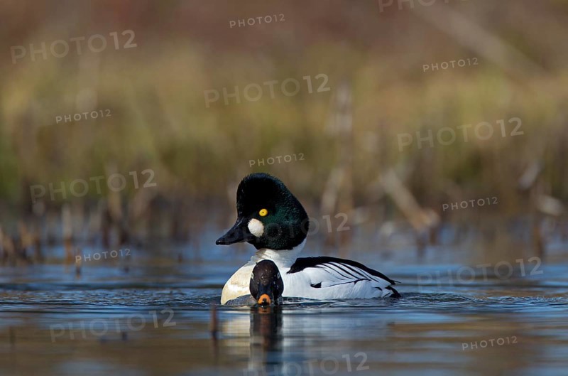 Common Goldeneye