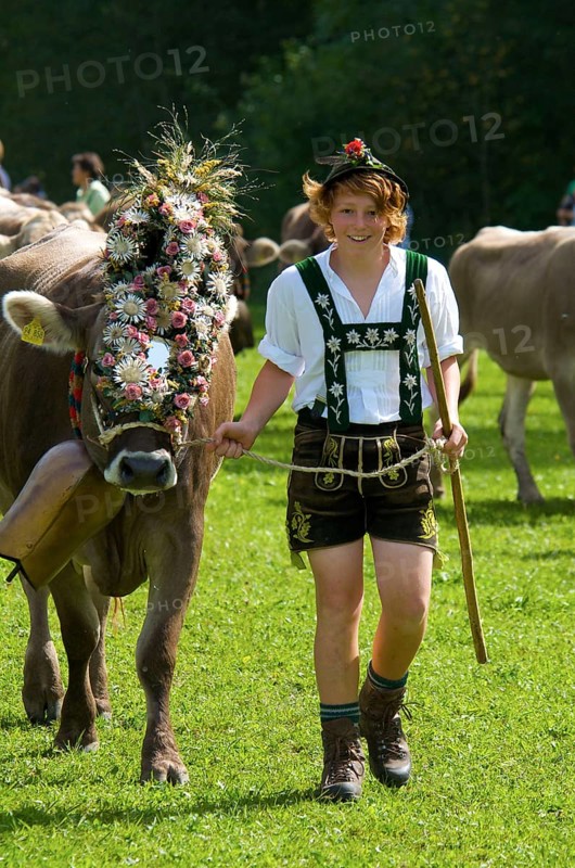 Cattle seperation
