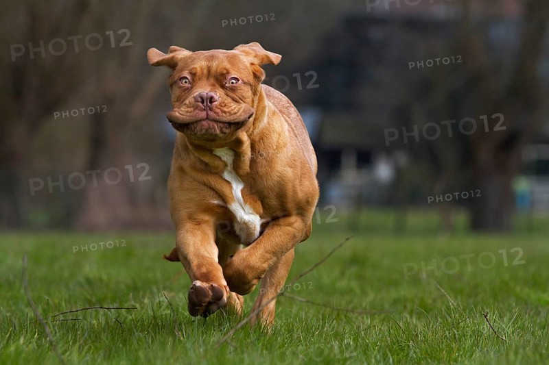 Bordeaux Mastiff
